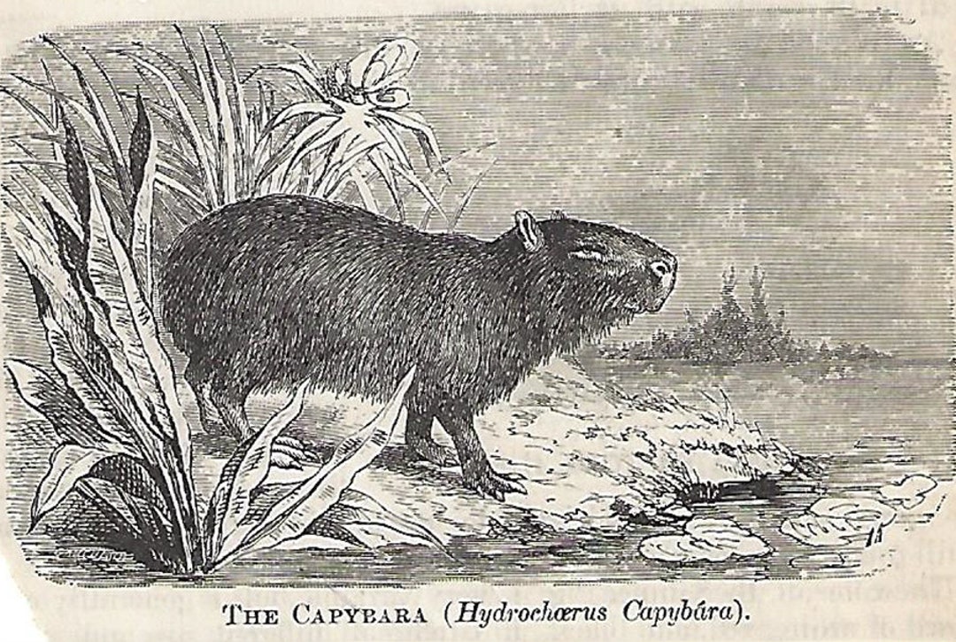 Capybara Print | Available in Several Filters | Add This to Your Retro Menagerie Traditional and ...