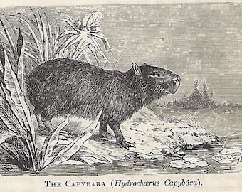 Capybara print | Available in several filters | Add this to your Retro Menagerie Traditional and retro looks Give to an animal lover