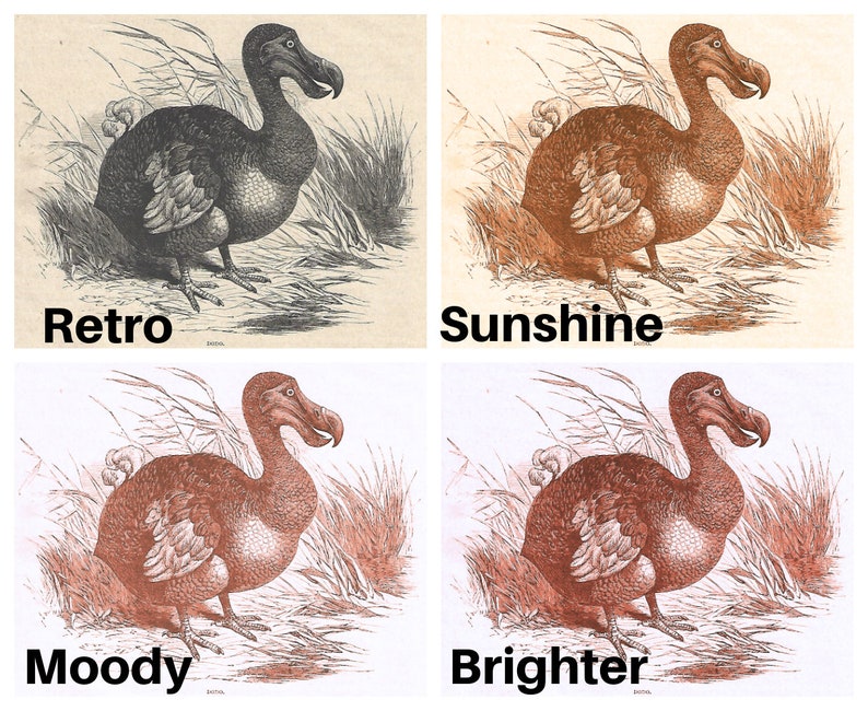Dodo Color Dodo Extinct! Bird Print. for Your Aviary. Available in Several Sizes ...