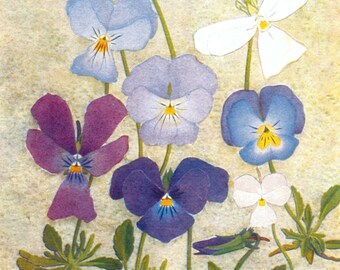 Pansies Alpine Violas Botanical Beautiful spring colors - Mountain flowers in blues whites - framable print gift for gardener
