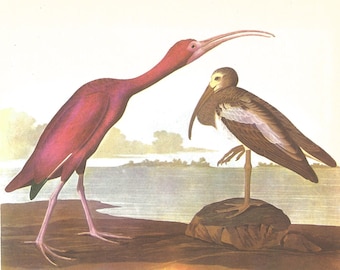 Scarlet Ibis Audubon matted for 3 sizes - framable print - for beach decor, bird print, swamp creatures, retro aviary, bird lovers Water