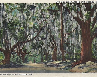 Live Oak Trees with Spanish Moss Life in the South Reclaimed vintage postcard. Giclee print from Dixieland Postcard 1937