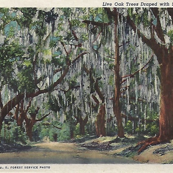 Live Oak Trees with Spanish Moss Life in the South Reclaimed vintage postcard. Giclee print from Dixieland Postcard 1937