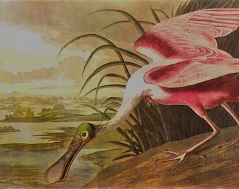 Spoonbill Audubon print - framable print -  for beach decor, bird print, swamp creatures, retro aviary