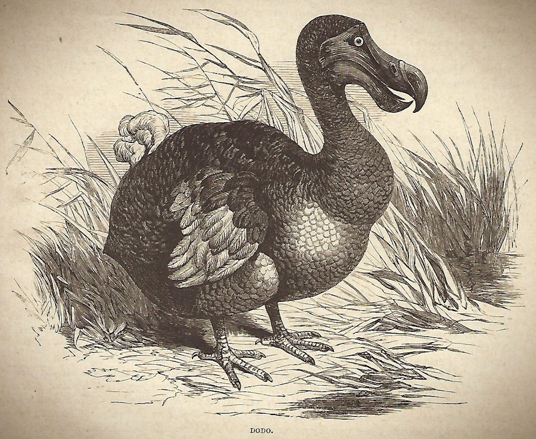Dodo Extinct Bird Print. for Your Aviary. Available in Several Sizes ...