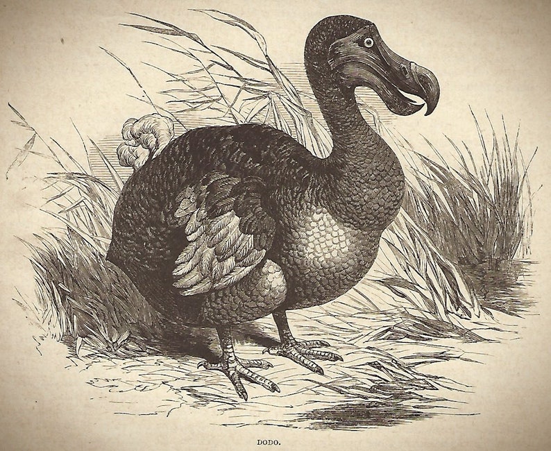 Dodo Color Dodo Extinct! Bird Print. for Your Aviary. Available in Several Sizes ...
