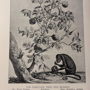 Op de afbeelding: Een zwart-wit ets getiteld ZABVCAIA, met een boom met ronde vruchten en een aap die op de grond zit en een vrucht vasthoudt. De tekst eronder luidt THE ZABUCAIA TREE AND MONKEY, By Paul Potter, Etching, Size, 20,6 x 15,6 cm, 346.