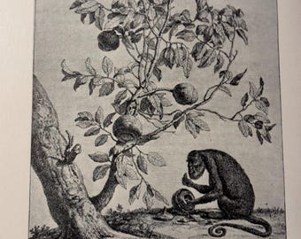 Paul Potter, The Zabucaia Tree and Monkey. Vintage Art Print. Dutch Baroque