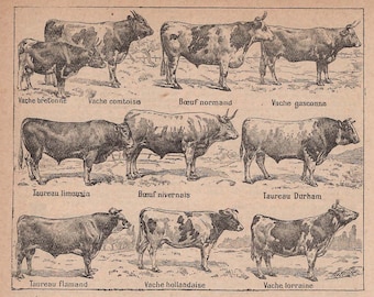 Cows of France Antique image Available in several sizes. Black and white image. Wall Art.