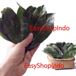 Organic Dried Soursop 600+ Leaves Guanabana Graviola Guyabano Leaf for Tea