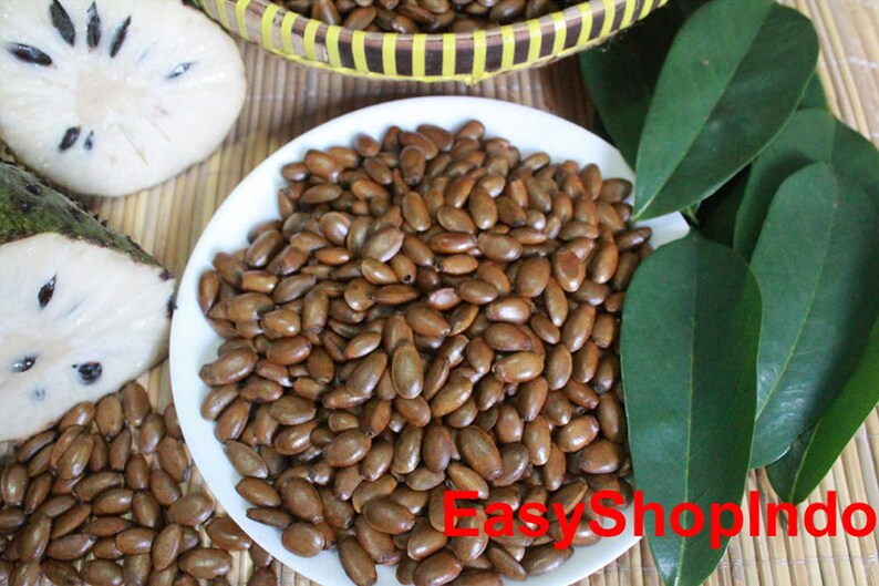 Soursop 00 Seeds Guanabana Graviola Guyabano Annona Muricata Fresh Outdoor Gardening Seeds Seed Bombs Deshpandefoundationindia Org