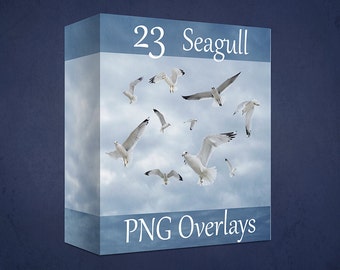 Seagull Overlay, 23 Flying Seagull PNG Digital Overlays