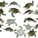 Sea Turtle Overlays {PREMIUM} - Etsy