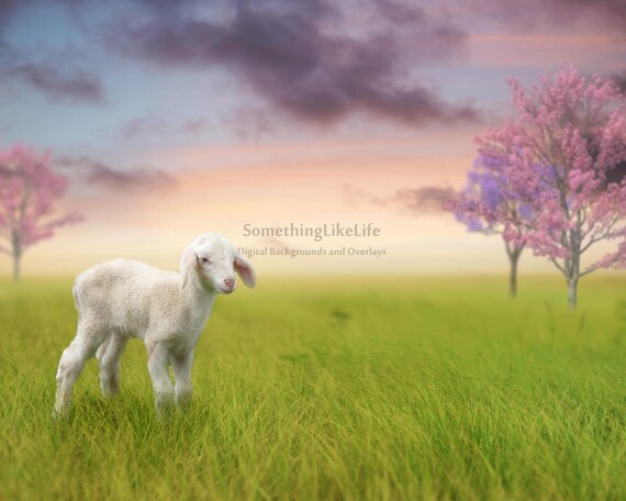 Lamb Digital Background Backdrop Spring | Etsy