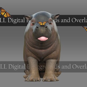 Baby Hippo PNG with butterflies overlay - Hippo Overlay - Butterfly Overlay - Clip Art