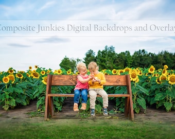 Fondo digital de girasoles, campo de girasoles con banco como fondo digital para imágenes compuestas - Fondos digitales y superposiciones - Girasoles