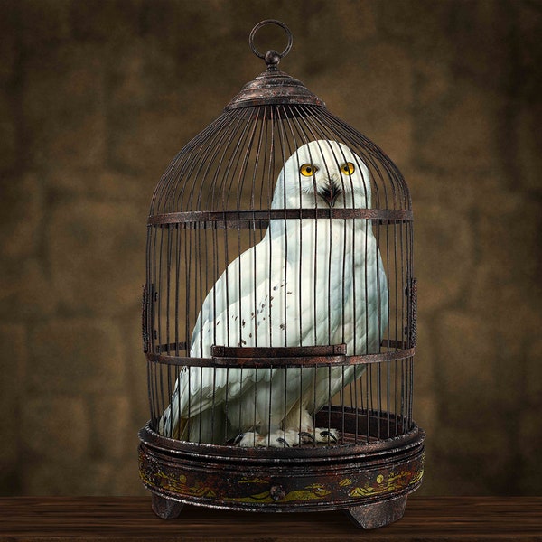 Owl in cage overlay - fantasy overlay - owl overlay {PREMIUM) - (background NOT INCLUDED)