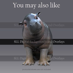 Puede incluir: Una figura de hipop&oacute;tamo gris oscuro con un pelaje liso y brillante y patas texturizadas. El hipop&oacute;tamo est&aacute; sentado erguido, con el texto "You may also like" y "SLL Digital Backgrounds and Overlays". Los productos mostrados no est&aacute;n incluidos.