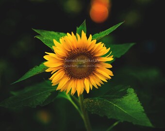 Flower Digital Background - Sunflower