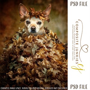 May include: A small tan dog with large ears is surrounded by and wearing autumn leaves. The dog is the focal point, with a blurred background. The image includes the text "PSD FILE" and "COMPOSITE JUNKIES" with additional text.
