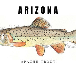 Puede incluir: Una pintura de acuarela de una trucha Apache, un pez nativo de Arizona. El pez se representa con detalle, con sus escamas y aletas marrones, amarillas y naranjas. El texto "ARIZONA" está escrito sobre el pez, y "APACHE TROUT" está escrito debajo.
