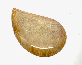 Discount Practice Cab - Fossilized Coral Cabochon 63 x 41 x 7 mm from Indonesia