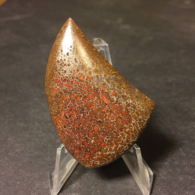 Fossilized Dinosaur Bone Cabochon