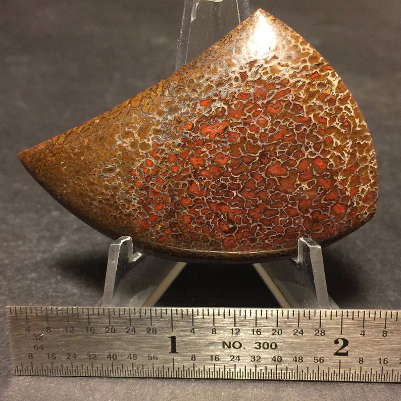 Fossilized Dinosaur Bone Cabochon