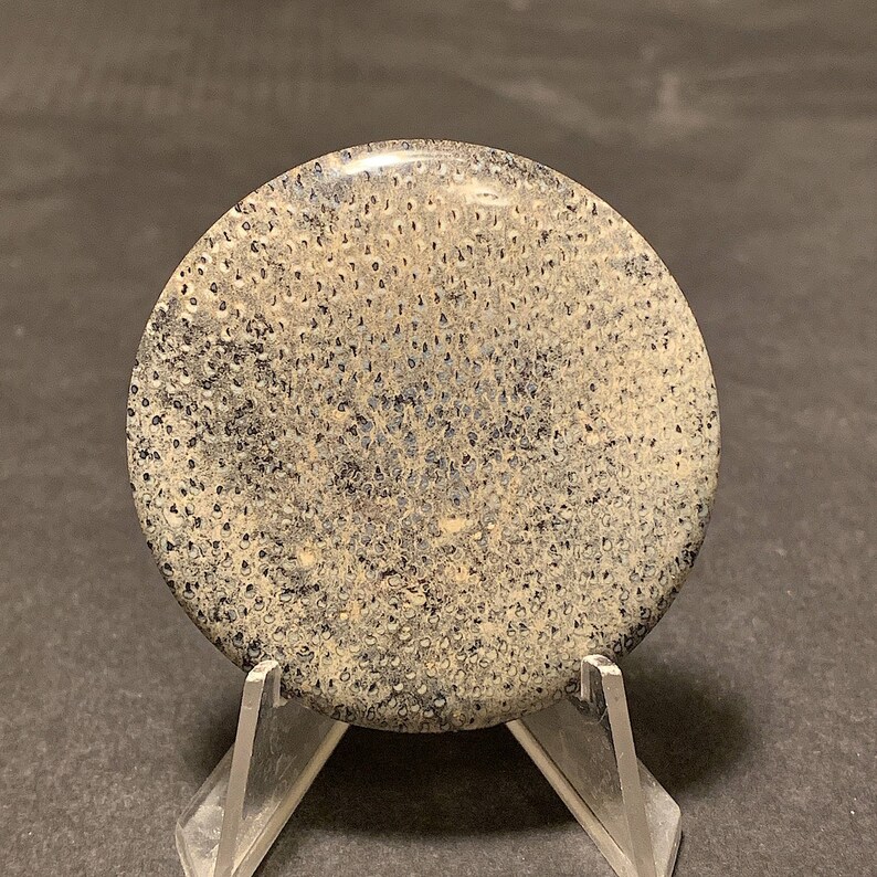 50 X 6 Mm Texas Petrified Palm Wood Cabochon Fossilized Palm Etsy