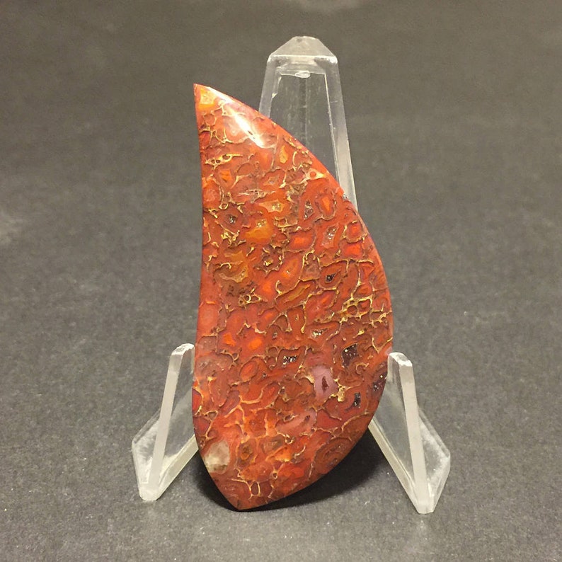 56 x 26 x 4 mm Fossilized Dinosaur Bone Cabochon
