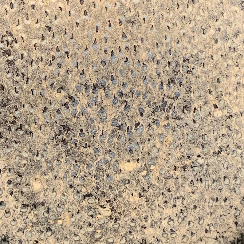 50 X 6 Mm Texas Petrified Palm Wood Cabochon Fossilized Palm Etsy