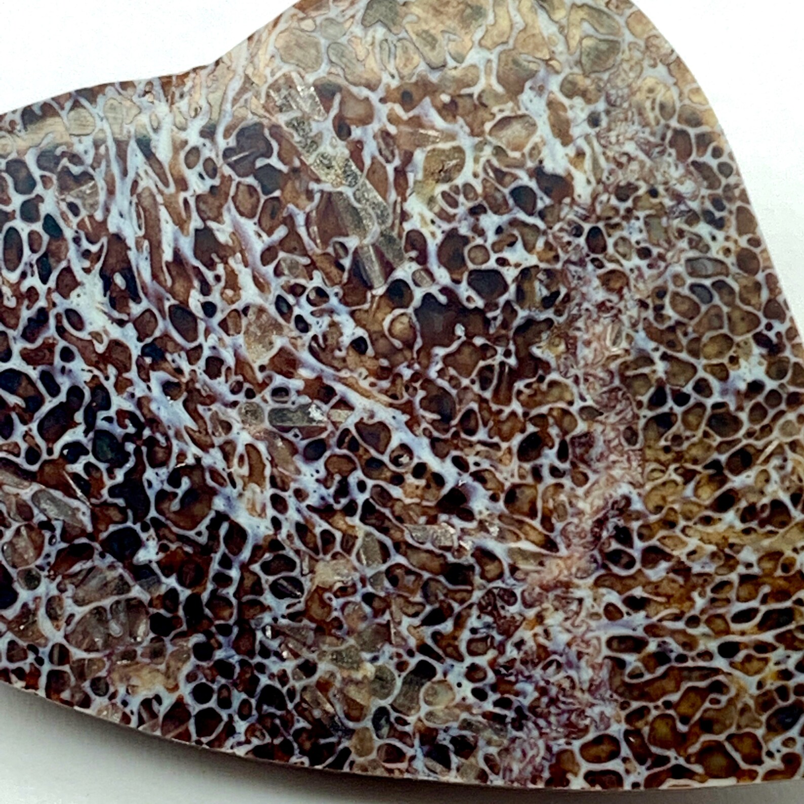 fossilized dinosaur heart