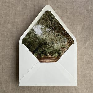 Olive Tree Grove Envelope Liner: Fine Art Oil Painting