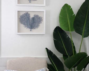 Framed Sea Fans, Custom Sea Fan Art, Coastal Decor, Nancy Meyers Insipired Decor, Cottage Core Art, Coastal Art, Beach Housewarming Gift