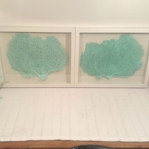 Set of 2 Framed Sea Fans, Sea Foam Sea Fans, Sea Fan Decor, Sea Fan Art, Sea Coral, Sea Fan Shadowbox, Coral Shadowbox,Sea Foam Beach Decor