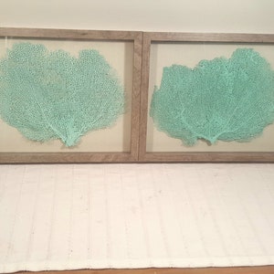 Set of 2 Framed Sea Fans, Sea Foam Sea Fans, Sea Fan Decor, Sea Fan Art, Sea Coral, Sea Fan Shadowbox, Coral Shadowbox,Sea Foam Beach Decor