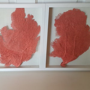 Set of 2 Framed Sea Fans, Coral Sea Fans, Sea Fans,Sea Fan Art, Sea Fan Decor, Sea Coral, Sea Fan Shadowbox,Coral Shadowbox,Beach Wall Decor