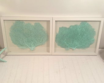 Set of 2 Framed Sea Foam Sea Fans, Coastal Linen Shadowbox Art