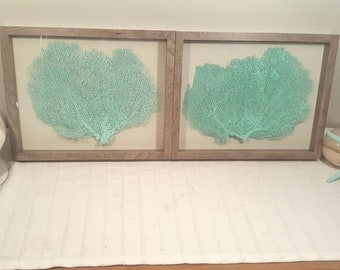 Framed Sea Foam Sea Fan Shadowbox, Coastal Beach Decor, Set of 2