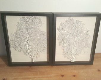 Set of 2 Framed White Sea Fan Shadowboxes, Beach Wall Decor