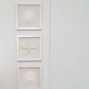 Set of 3, Framed Seashells, Home Decor, Coastal Housewarming Gift, Nursery Wall Art, Organic Living, Coastal Wall Decor, Beach House