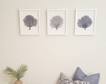 Framed Navy Blue Sea Fan Shadowbox Set, Beach Decor
