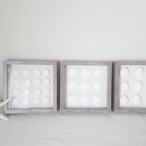 Set of 3, Framed Seashells, Framed Sand dollar, Framed Sea Life, Shadowbox Beach Decor, Seashell Art, Beach Wall Decor, Shell Art