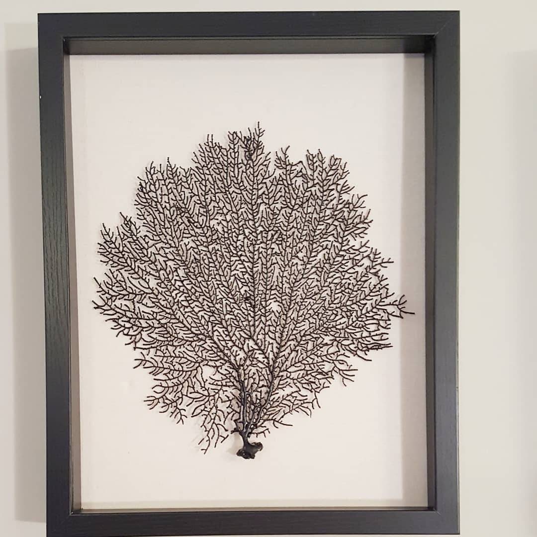 Set of 3 Framed Sea Fansblack Sea Fans Sea Fan Decor Sea Etsy