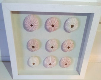 Framed Seashells, Sea Urchin Art,  Pink Sea Urchins,  Seashell Art, Seashell Wall Decor, Seashell Wall Art, Shell Wall Art, Beach Wall Decor