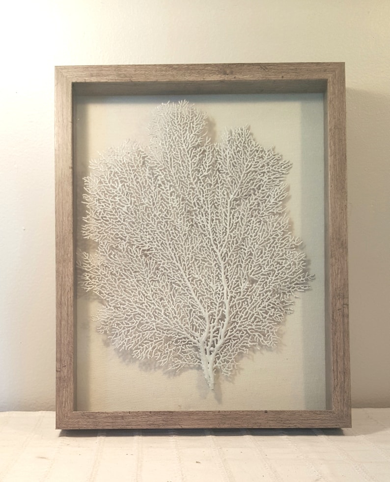 Set of 2 Framed Sea Fans White Sea Fans Sea Fan Art Sea Fan Etsy