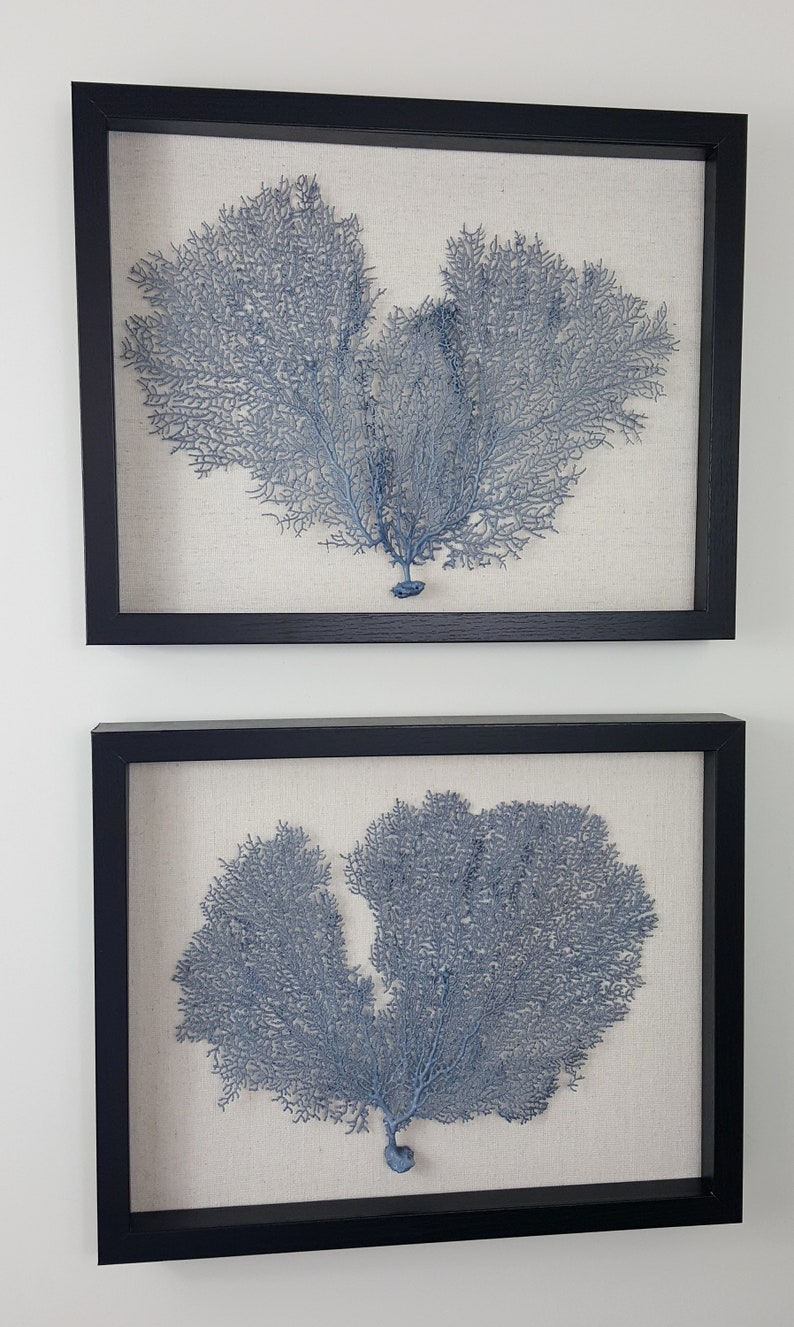 Set of 2 Framed Sea Fans Sea Fan Art Sea Fan Decor Sea Etsy