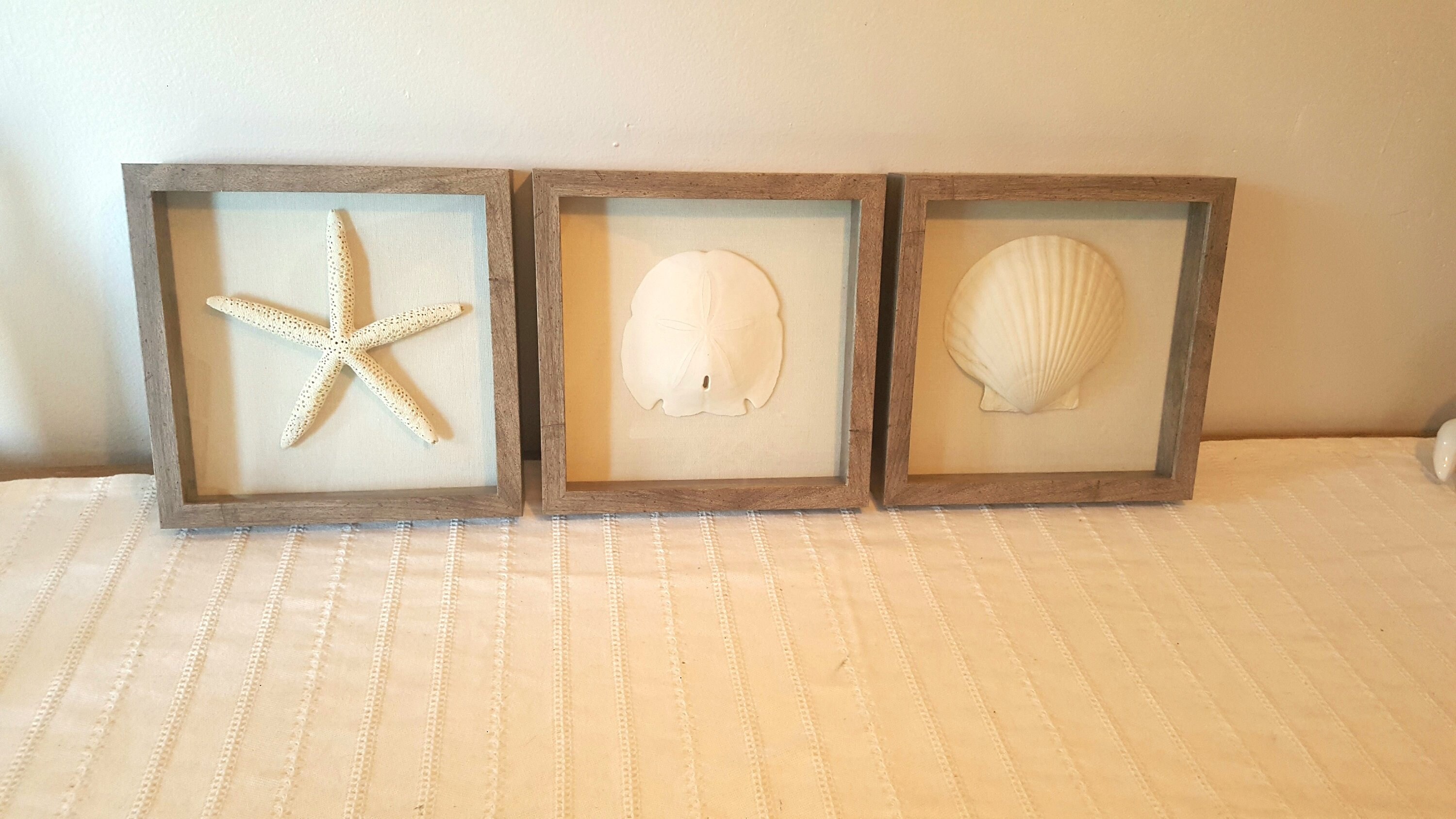 Set of 3, Framed Seashells, Framed Starfish, Framed Sand Dollar