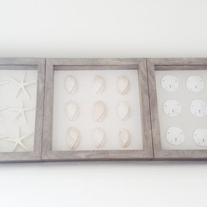 Set of 3, Framed Seashells, Framed Sand dollar, Framed Star Fish, Framed Sea Life, Abalone Shell, Seashell Art, Beach Wall Decor, Shell Art