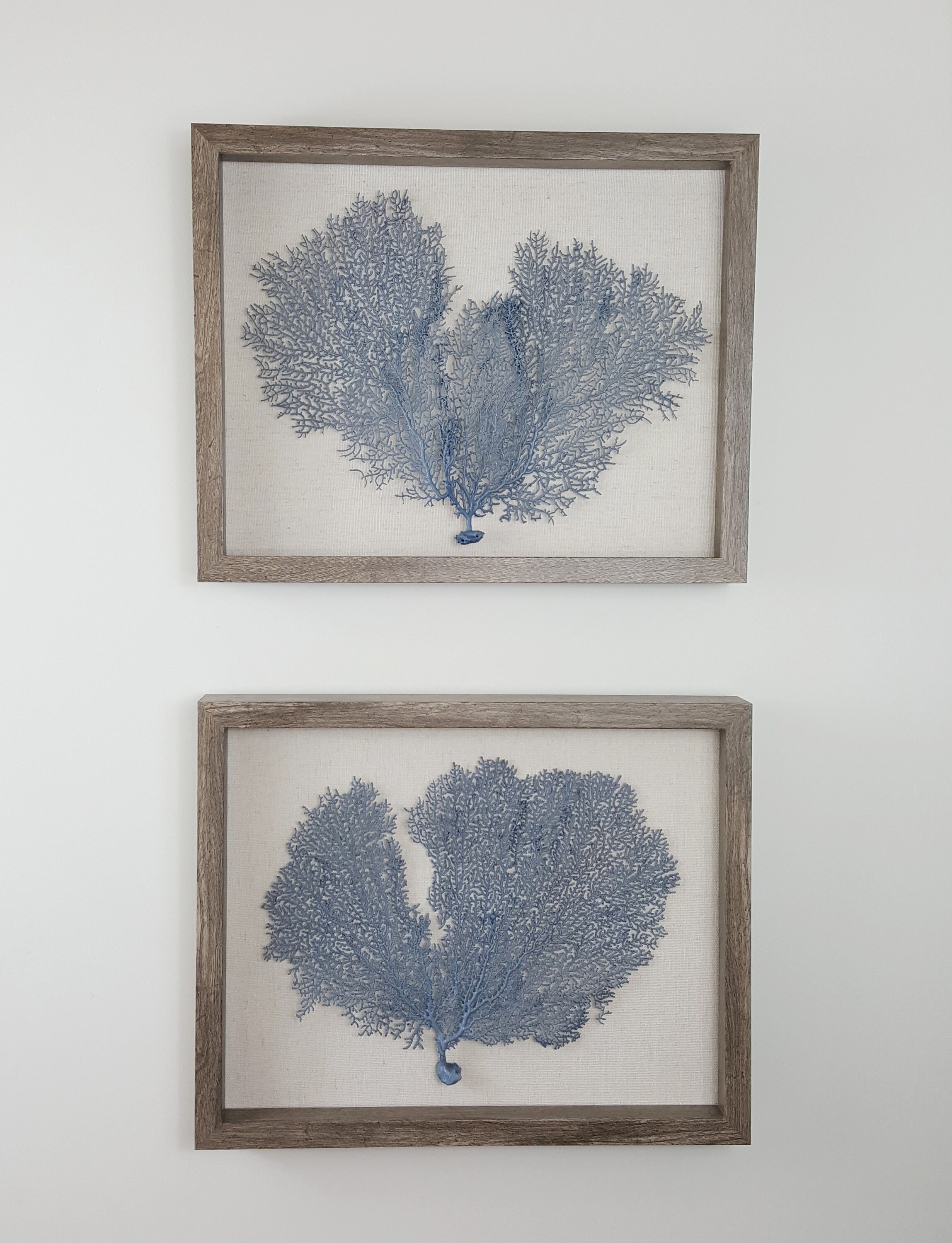 Set of 2 Framed Sea Fans Sea Fan Art Sea Fan Decor Sea Etsy